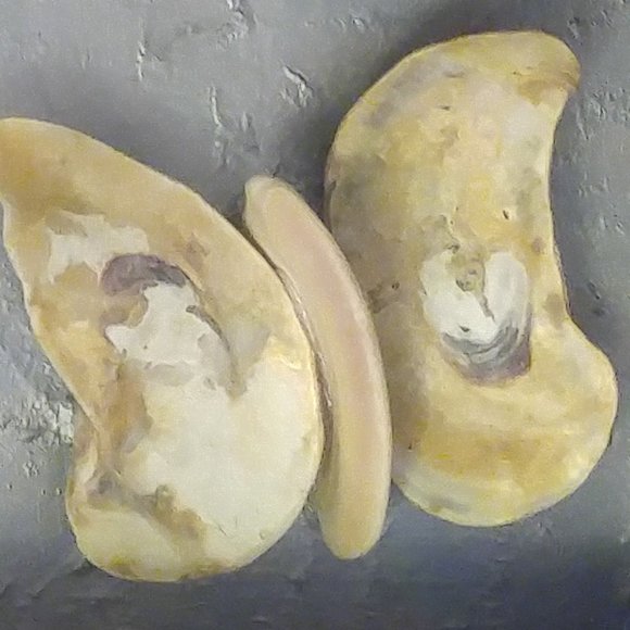 Wall art seashell flower with butterflies - Picture 3 of 4